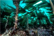 Kelp Forest © Paul Kay